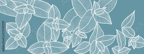 leaf line art background vector, wallpaper and print, house plant, Vector illustration. photo