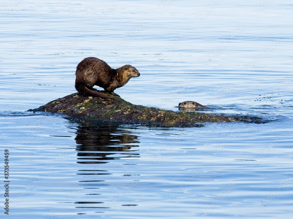 Two river otters playing on the rock in the water Two river otters playing on the rock in the water