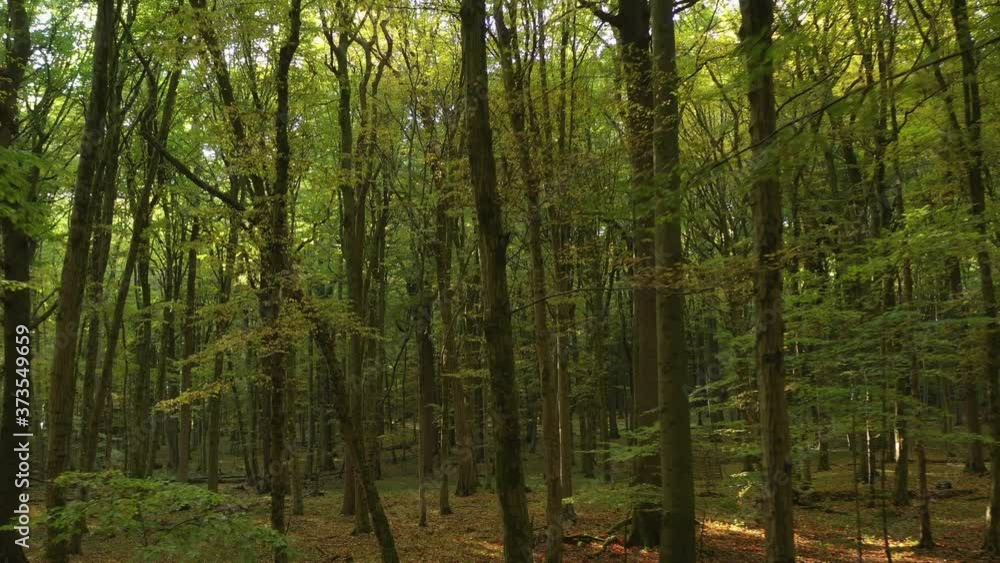 beech_forest beech_forest