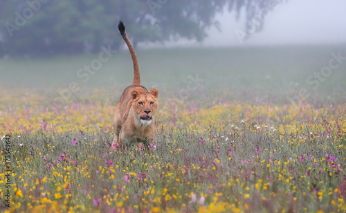 Close-up portrait of a lioness running  in a foggy morning through a savanna full of colorful flowers directly to the camera. Impressionistic scene of the top predator in a nature Lion, Panthera leo.