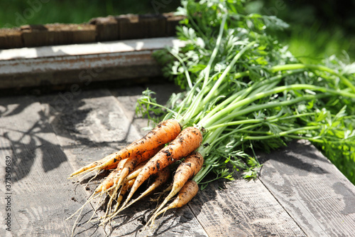 Gardening. Harvest of young carrots on an old wooden dark background. Rustic. Background image, copy space.