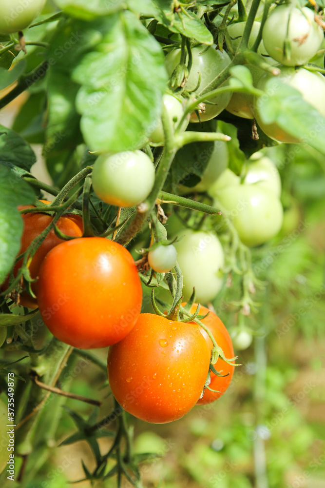 Gardening and agriculture. Red and green tomatoes on branches and bushes in the greenhouse. Harvest. Vertical, background image, copy space Gardening and agriculture. Red and green tomatoes on branches and bushes in the greenhouse. Harvest. Vertical, background image, copy space