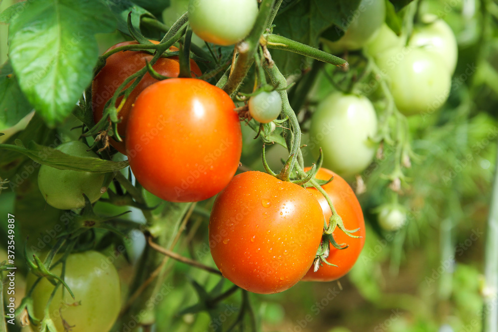 Gardening and agriculture. Red and green tomatoes on branches and bushes in the greenhouse. Harvest. Horizontal, background image, copy space