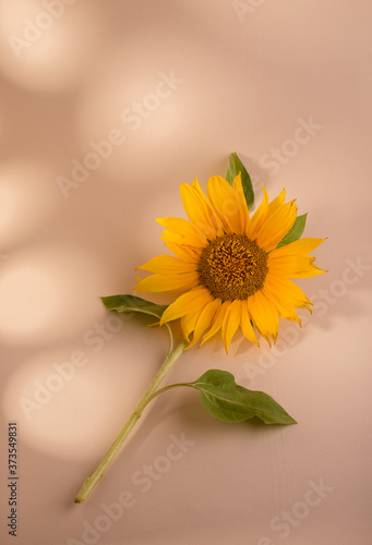 Sunflower on a beige paper background. Minimalist trendy still life.