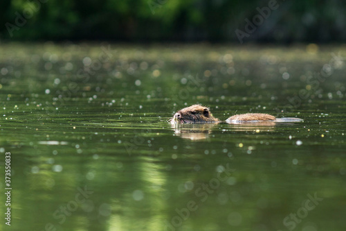 Fotografija The muskrat (Ondatra zibethicus) swimming in the river