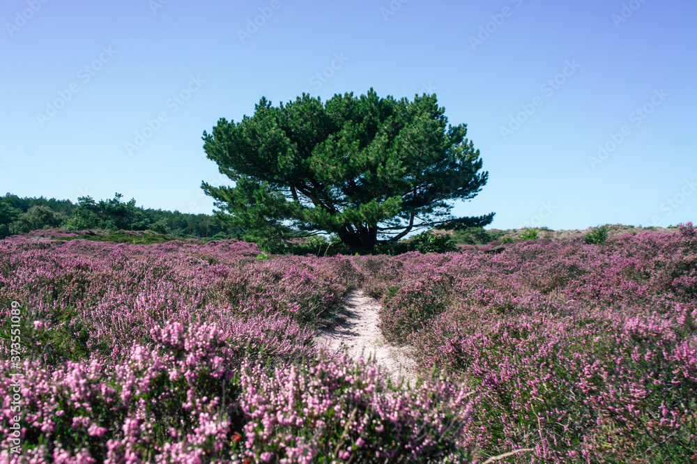 Dutch heather fully blooming in the midst of the forest in August 8 Dutch heather fully blooming in the midst of the forest in August 8
