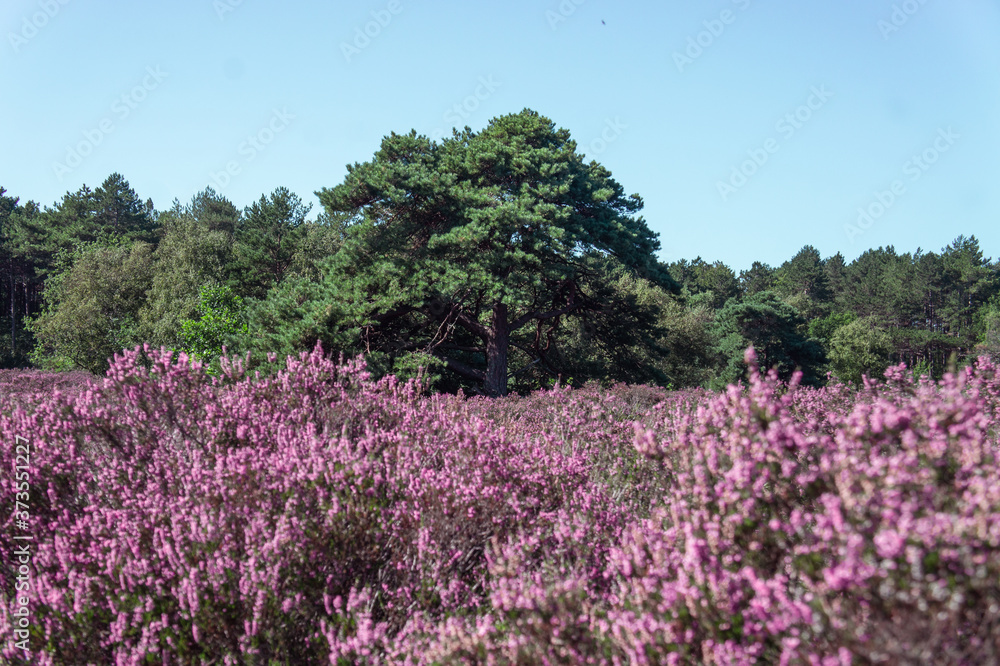 Dutch heather fully blooming in the midst of the forest in August 1 Dutch heather fully blooming in the midst of the forest in August 1