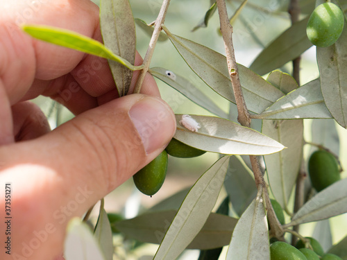 how to get rid of mealybugs on olive tree