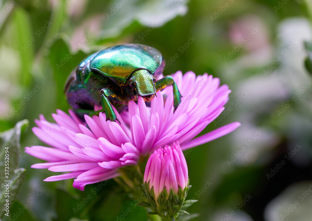 Rose beetle (Cetonia aurata) on a pink flower in the garden Rose beetle (Cetonia aurata) on a pink flower in the garden