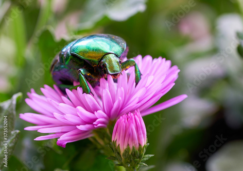 Rose beetle (Cetonia aurata) on a pink flower in the garden