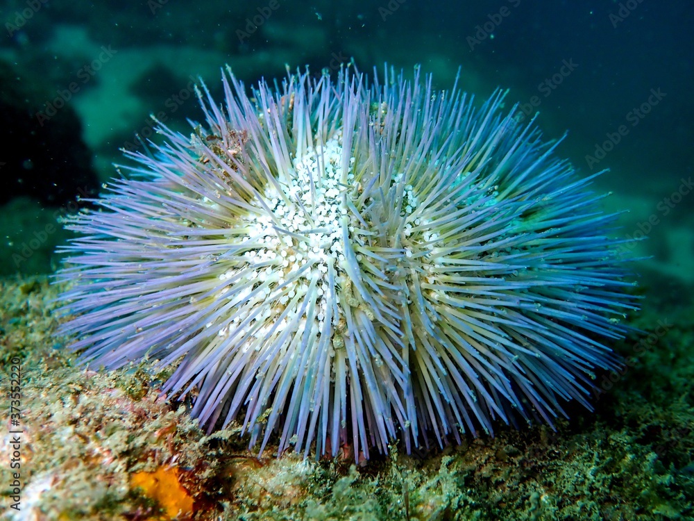 Fototapeta premium Blue sea urchin