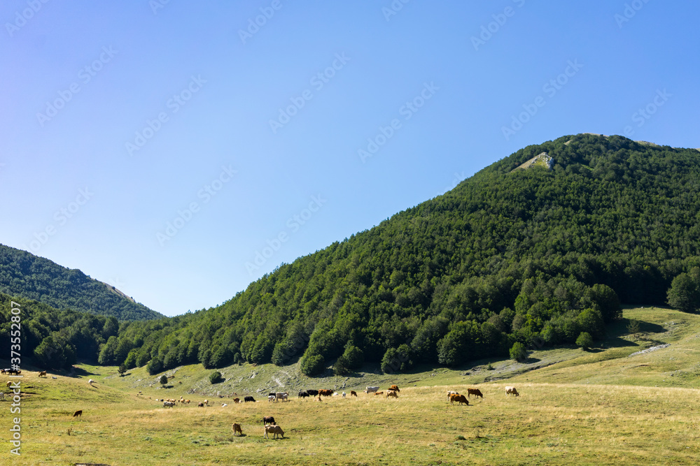 sheep in the mountains