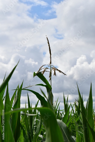 corn field and blue sky