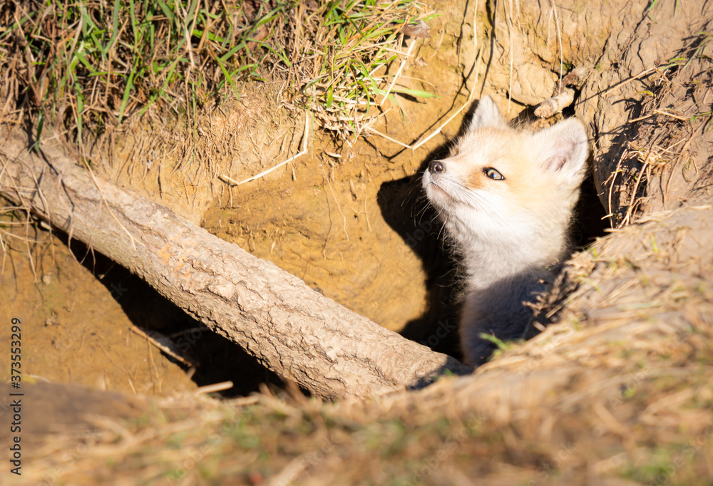 Fototapeta premium Red fox kits in the wild