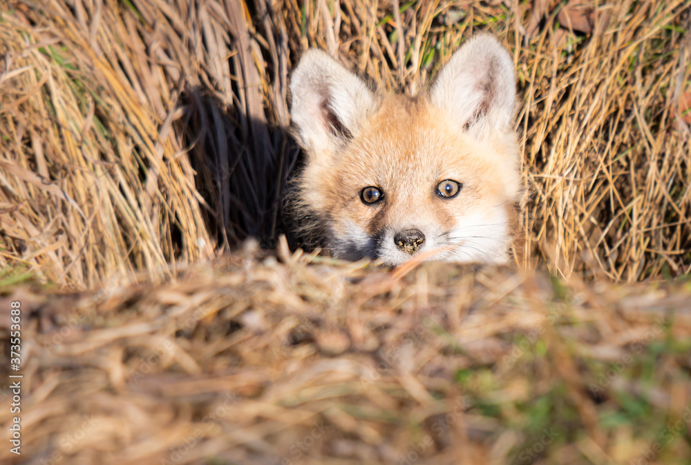 Red fox kits in the wild