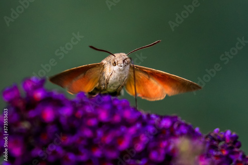 Summer poetic photo. Hummingbird hawk-moth floats around flowering summer lilac (butterfly bush) and sucks a nectar. Macroglossum stellatarum, Buddleia davidii. photo