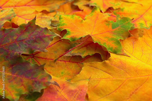 Close-up autumn leaves as background. Selective focus