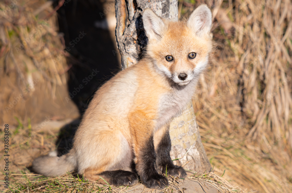Fototapeta premium Red fox kits in the wild