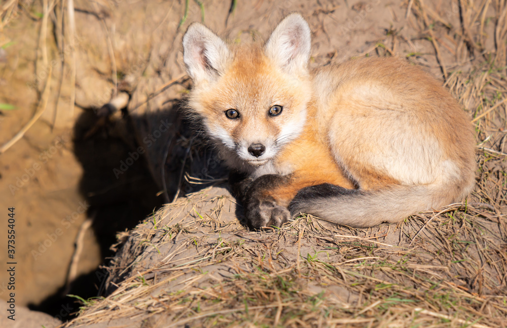 Red fox kits in the wild Red fox kits in the wild