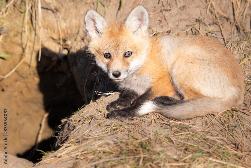 Red fox kits in the wild Red fox kits in the wild