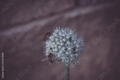 garlic flower on a pastel warm background with a bee
