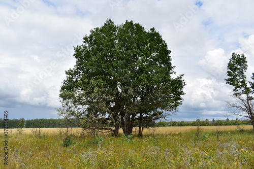 tree in the field