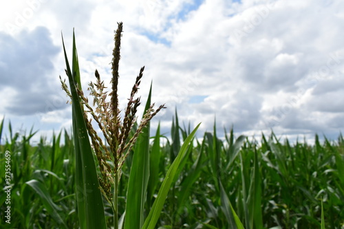 green cornfield and blue sky