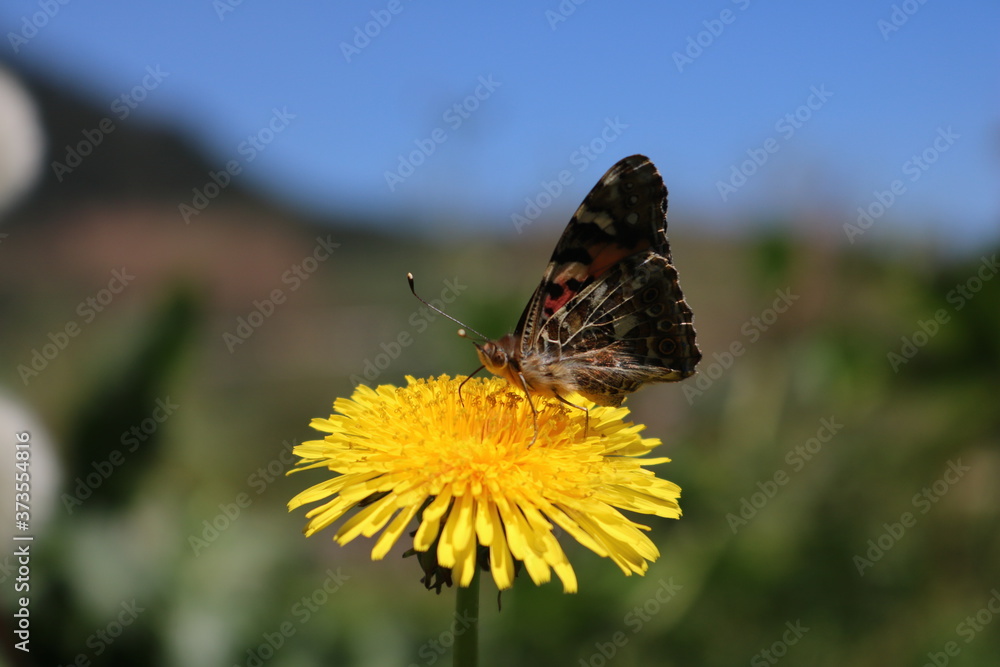 Obraz premium the butterfly sucks the flower essence