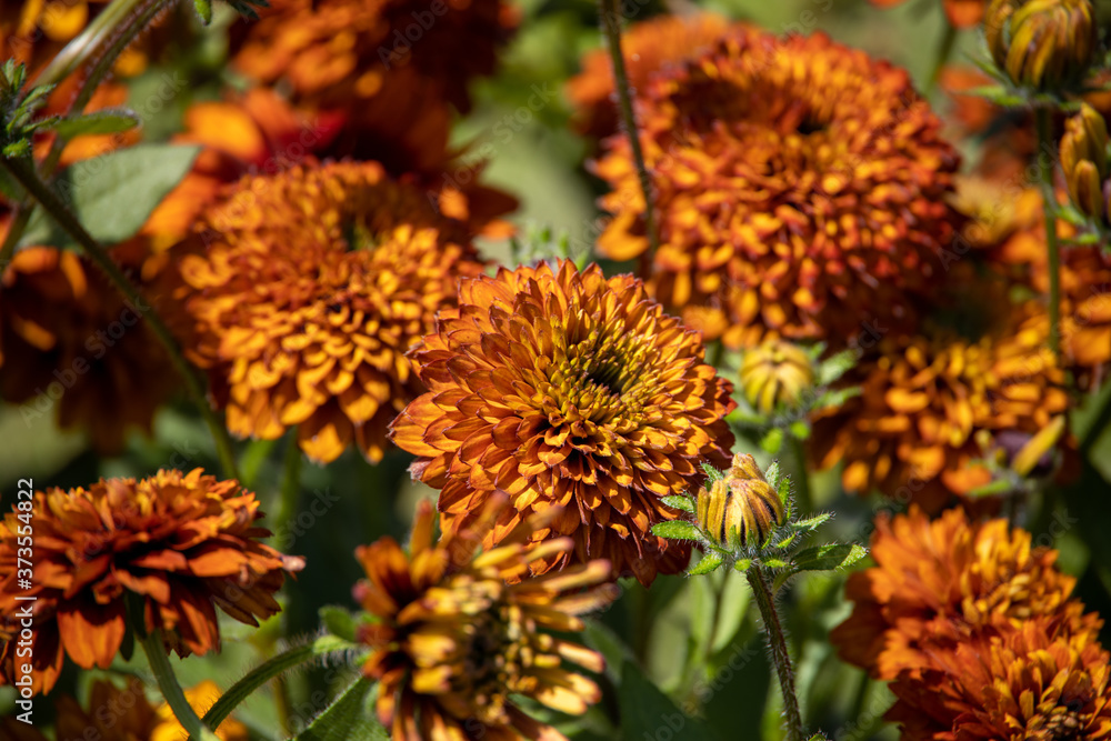 orange flowers in a warm summer garden in close-up orange flowers in a warm summer garden in close-up