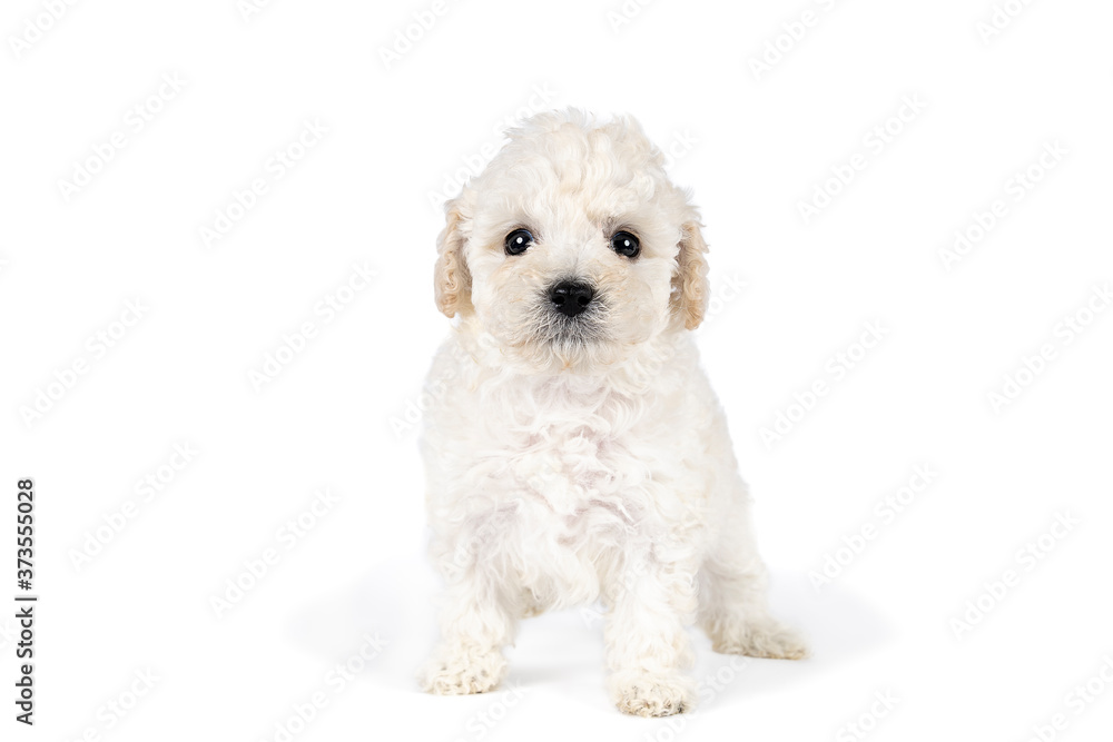 Small miniature toy poodle wth white curly fur against white background