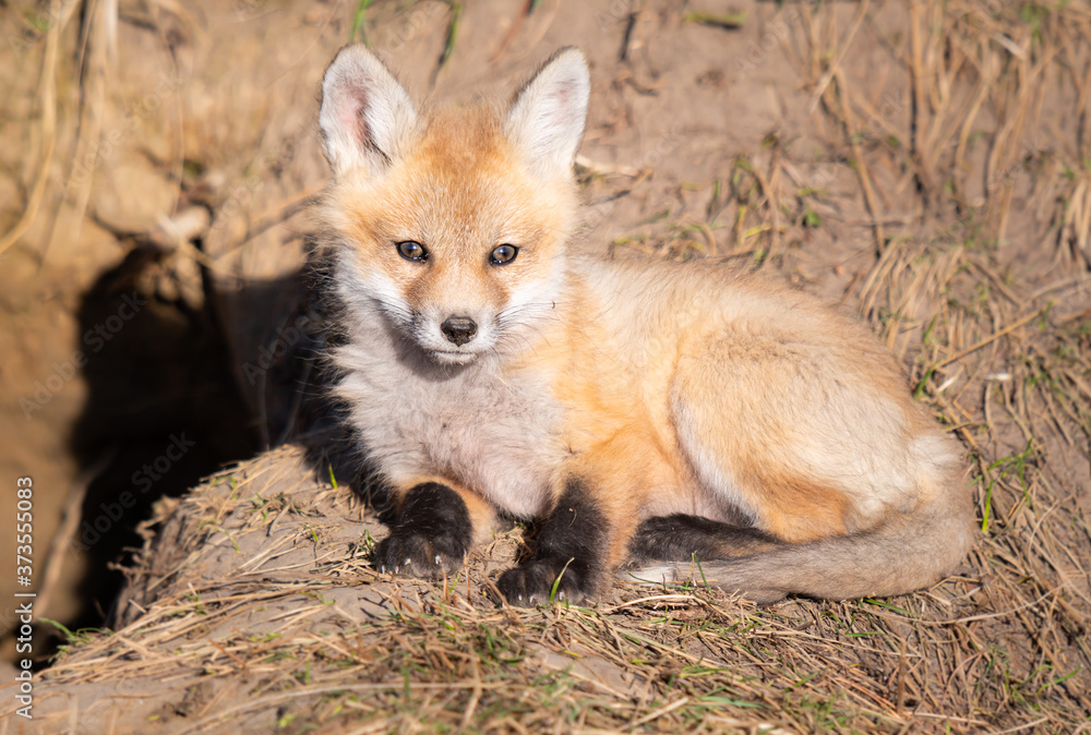 Red fox kits in the wild Red fox kits in the wild