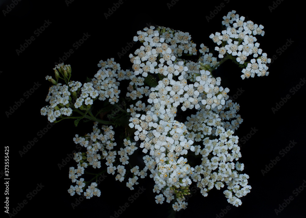 Yarrow White Flowers on black background