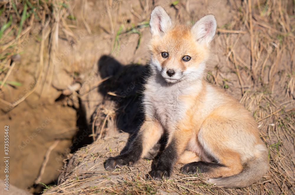 Red fox kits in the wild