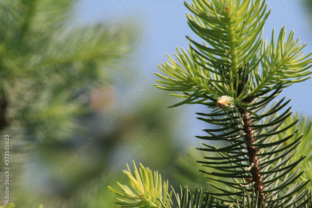 close up of pine tree close up of pine tree