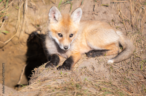 Red fox kits in the wild