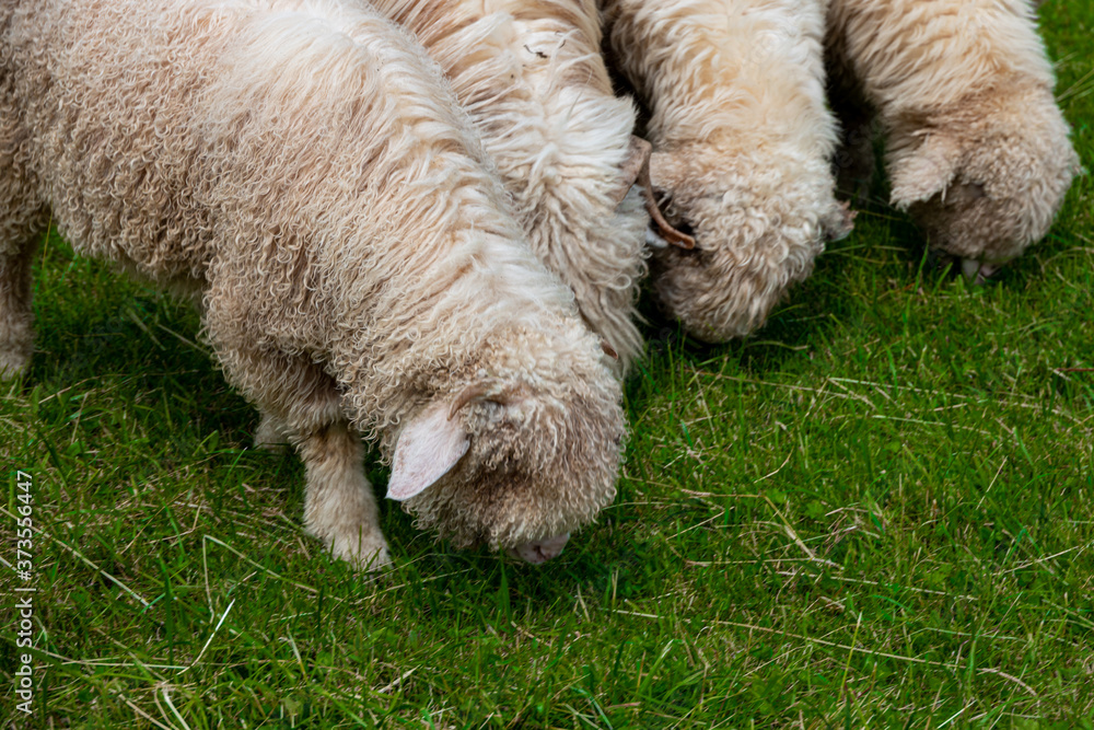 sheep grazing on a green meadow in the Polish Tatra Mountains on a warm summer day sheep grazing on a green meadow in the Polish Tatra Mountains on a warm summer day