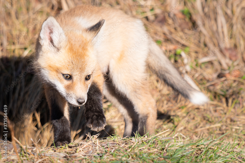 Red fox kits in the wild