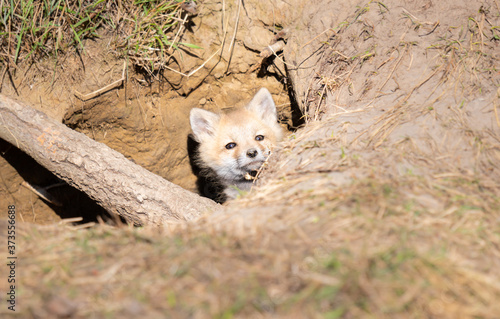 Red fox kits in the wild