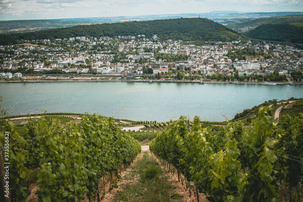 Rüdesheimer Weinberge mit Blick auf den Rhein