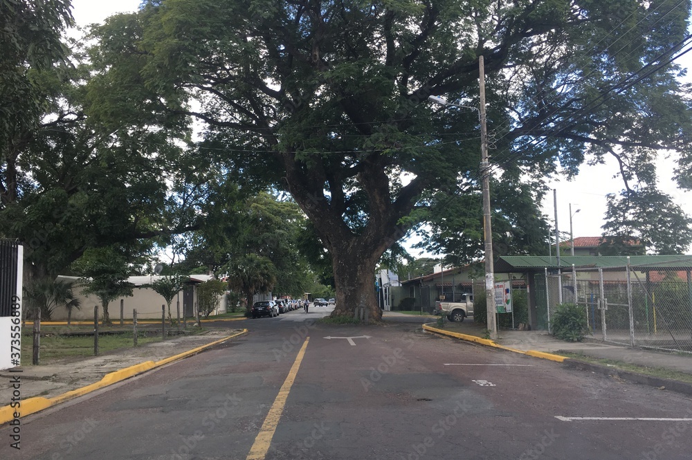 Giant tree in the middle of the road. Liberia. Costa Rica.