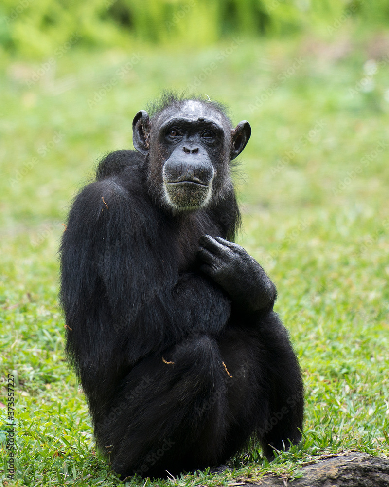 Monkey animal stock photos. Monkey animal sitting with cross arms with a blur background in its environment and habitat. Monkey animal stock photos. Monkey animal sitting with cross arms with a blur background in its environment and habitat.