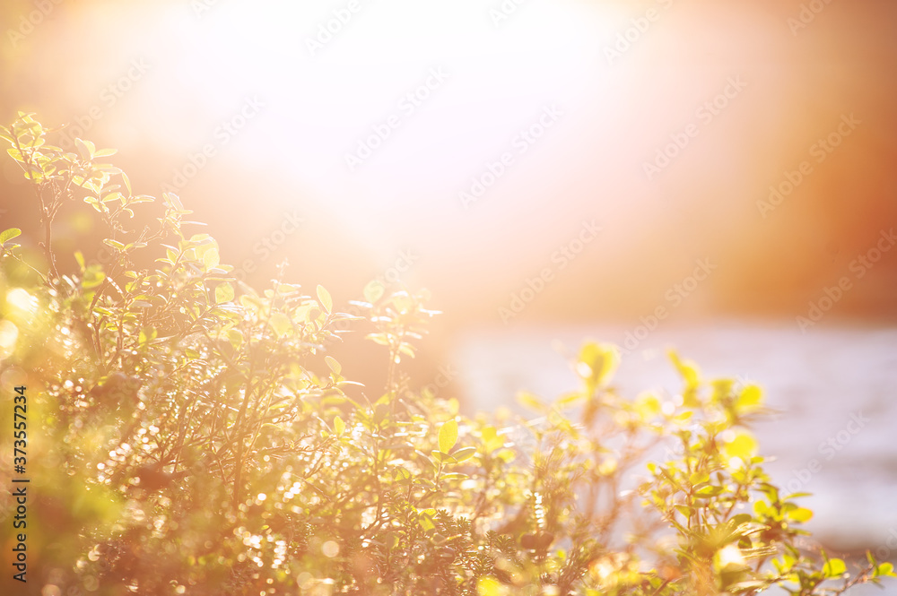 Nature summer spring blurred bokeh background for design with plants in sunlight .