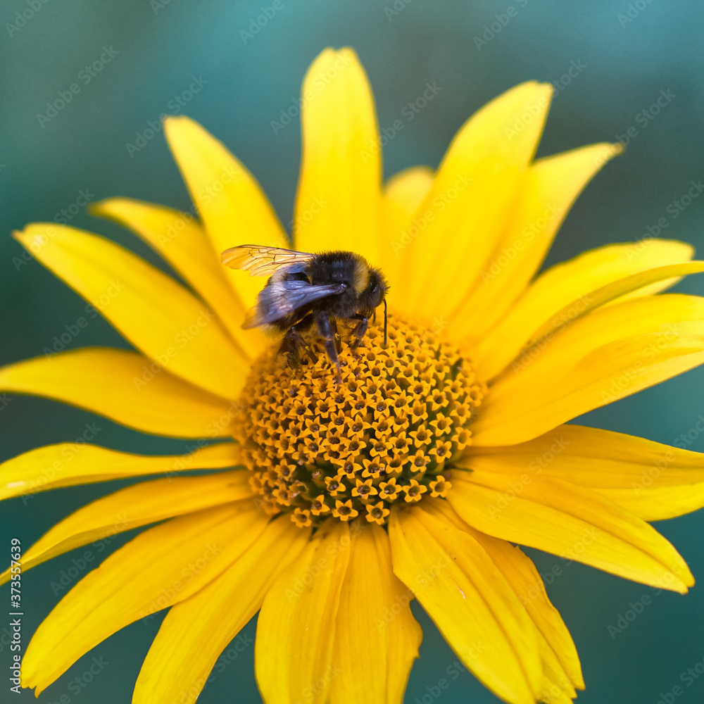 Blooming yellow daisy with bumblebee. Natural pattern floral background. Blooming yellow daisy with bumblebee. Natural pattern floral background.