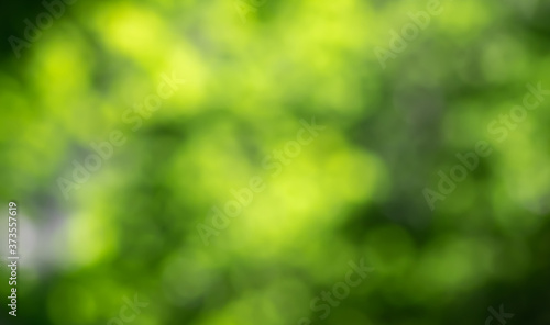 Abstract blurred background with bokeh, natural green leaves in the sunlight.
