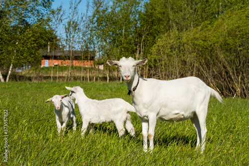 Two white baby goats with mother on green lawn