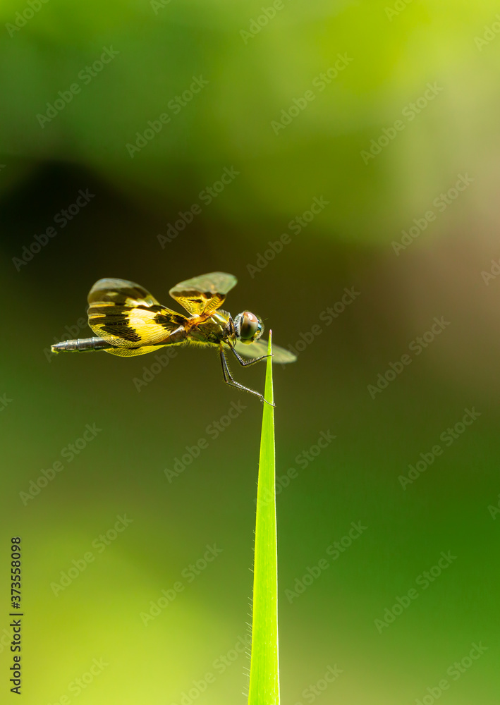 Dragonfly in sunlight with yellow wing in nature green background Dragonfly in sunlight with yellow wing in nature green background