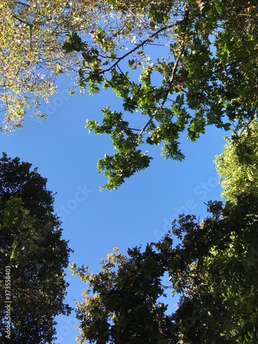 Blue sky and trees with green leaves forming a heart