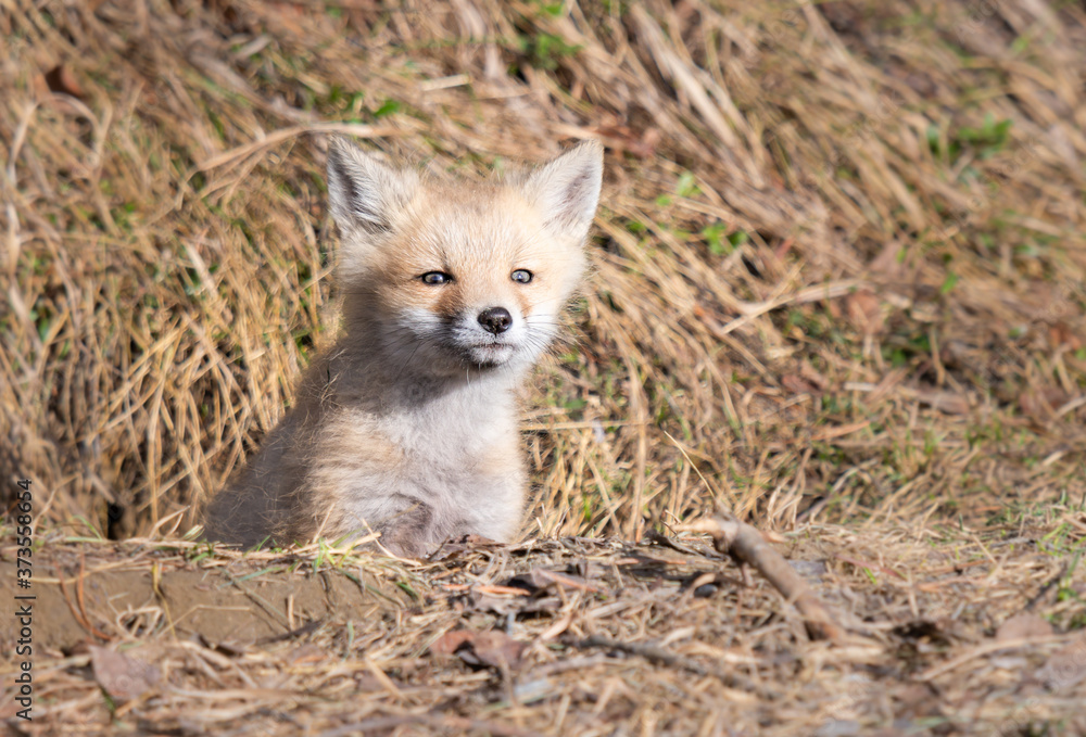 Obraz premium Red fox kits in the wild