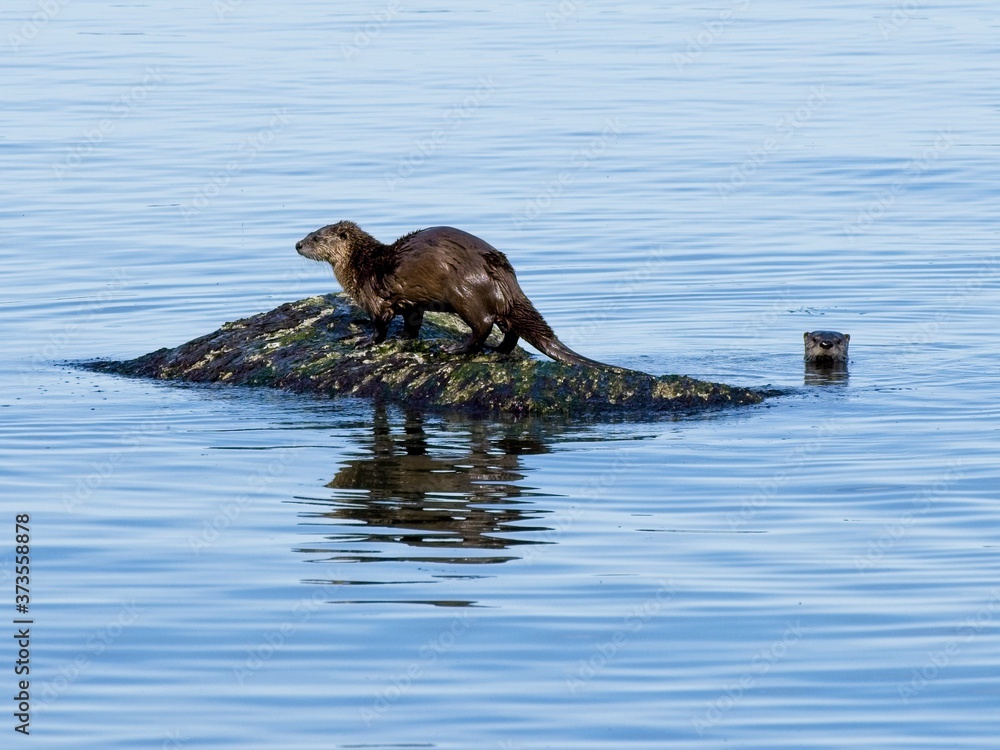 Fototapeta premium Two otters playing on the rock
