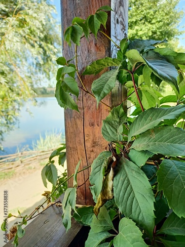 The bush of wild grape on the wooden colomn